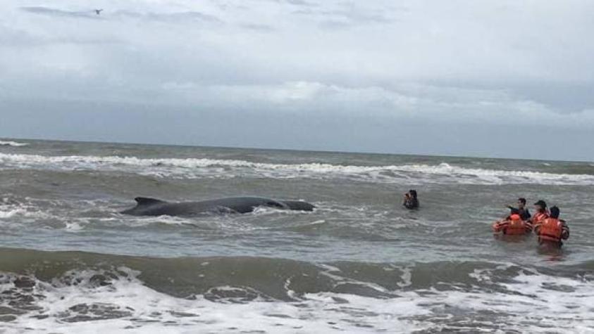[FOTOS] Intentan rescatar a ballena varada en Mar del Tuyú, Buenos Aires