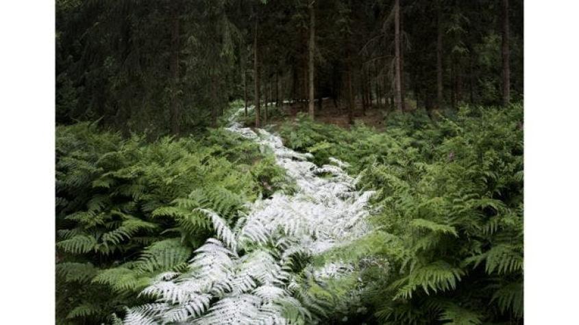 La magia de la unión entre los bosques y la luz, la exposición fotográfica de Ellie Davies