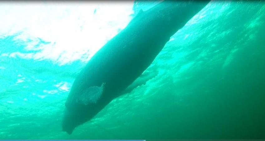 [VIDEO] Armada libera a ballena de 25 metros atrapada en redes de pesca en Puerto Williams