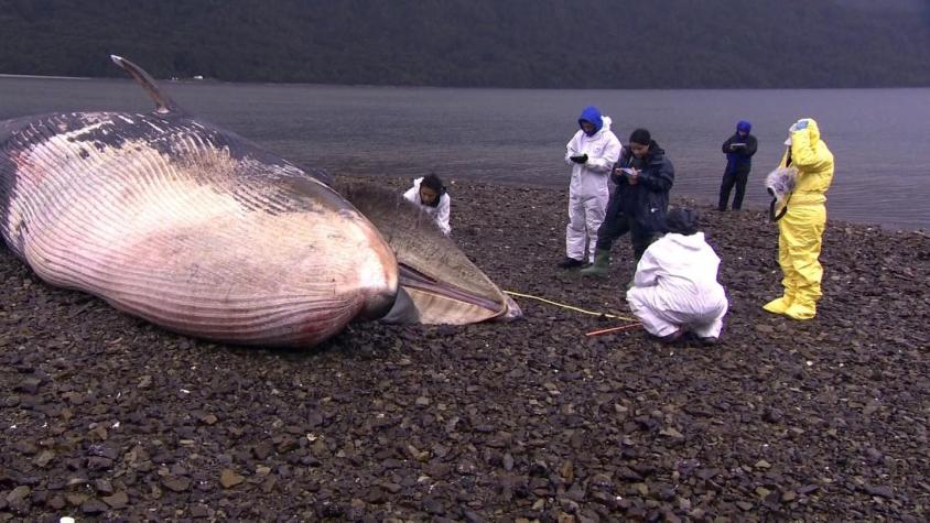 Nueva varazón de ballenas en Aysén preocupa a las autoridades