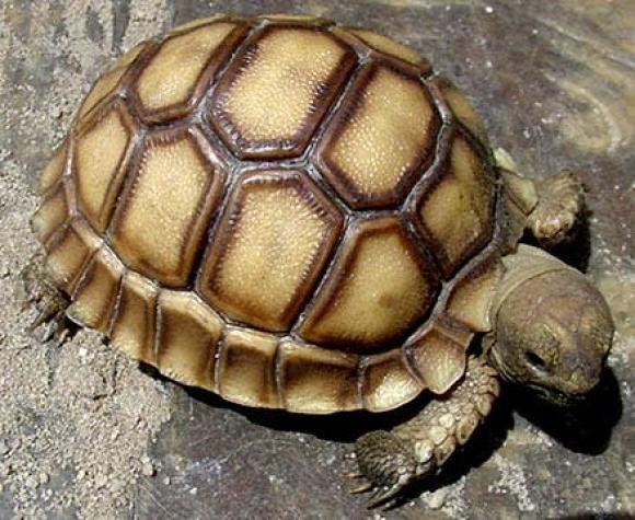 La asombrosa nueva teoría que echa por tierra lo que sabíamos sobre el caparazón de las tortugas