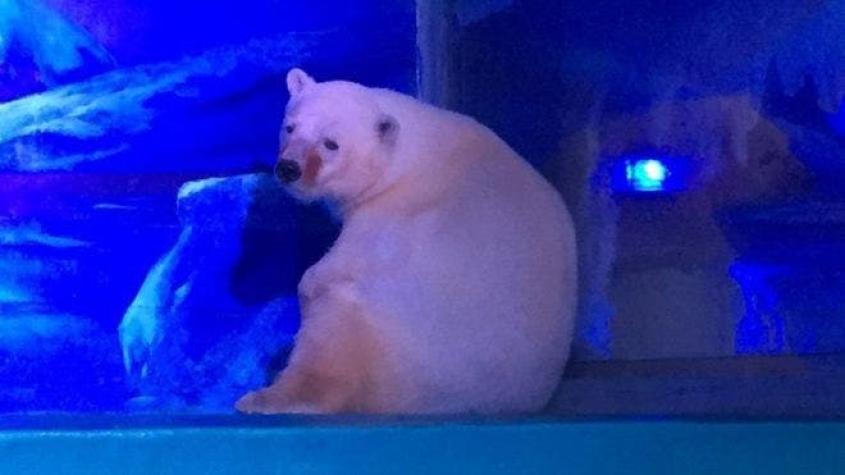 Pizza, "el oso polar más triste del mundo" que vive en un centro comercial en China
