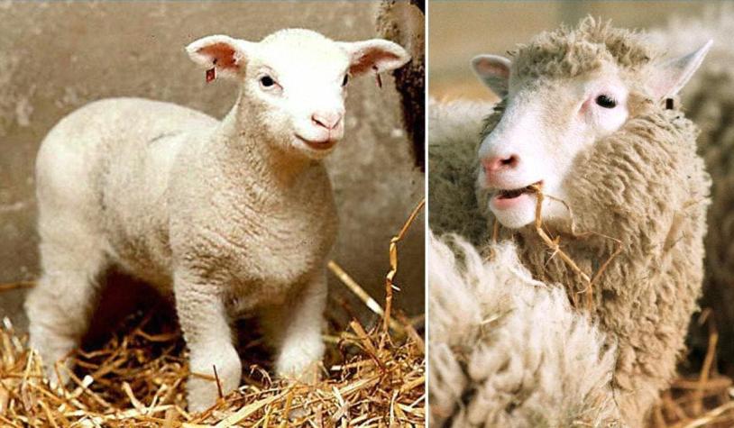 Los clones de la famosa oveja Dolly son tan sanos como cualquier otro animal