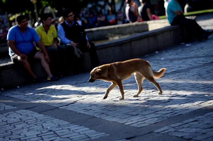 Un chileno estuvo detrás de la creación del Día Internacional del Perro Callejero