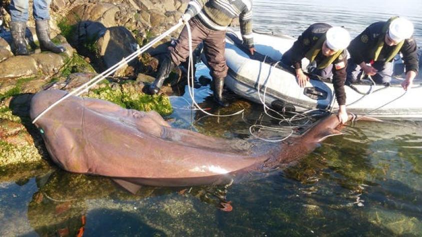 Armada liberó tiburón de 5 metros enredado en anzuelos de pesca