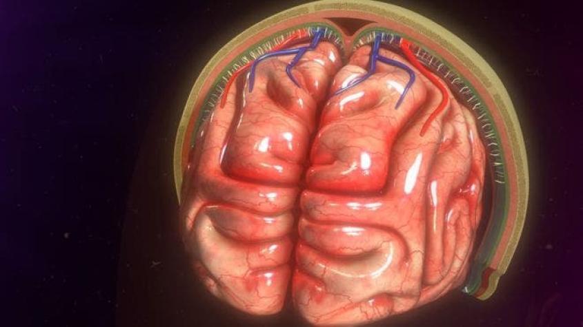 Los misteriosos "nuevos" vasos sanguíneos de nuestro cerebro de los que no se tenía idea
