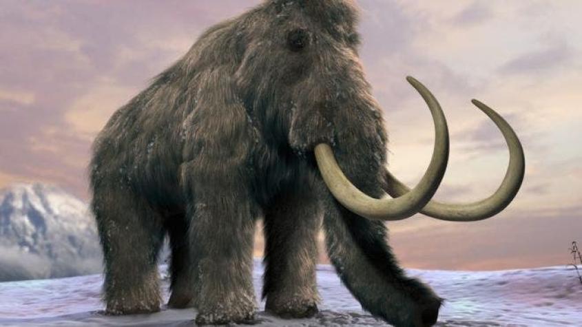 Cómo fue el desesperante final del último mamut de la Tierra y otros datos de su triste vida