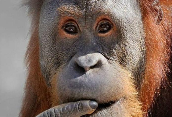 Rocky, el orangután que deja atónitos a los expertos al pronunciar las vocales como los humanos