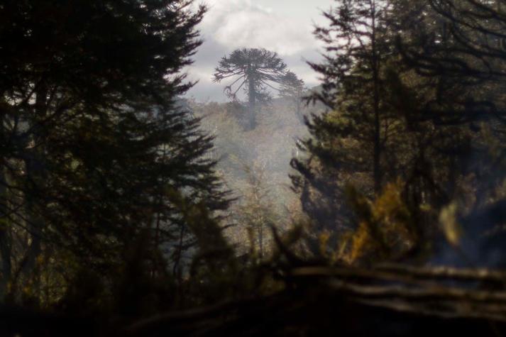 Las Araucarias chilenas, los bosques más antiguos del planeta en peligro