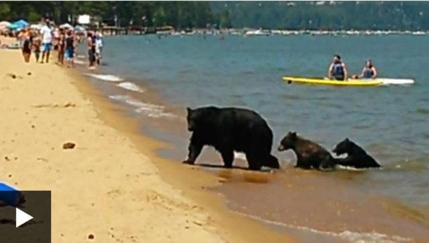 [VIDEO] La familia de osos que se bañó en un lago lleno de gente en California