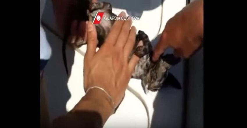 [VIDEO] Marino revive a gatito ahogado con respiración boca a boca