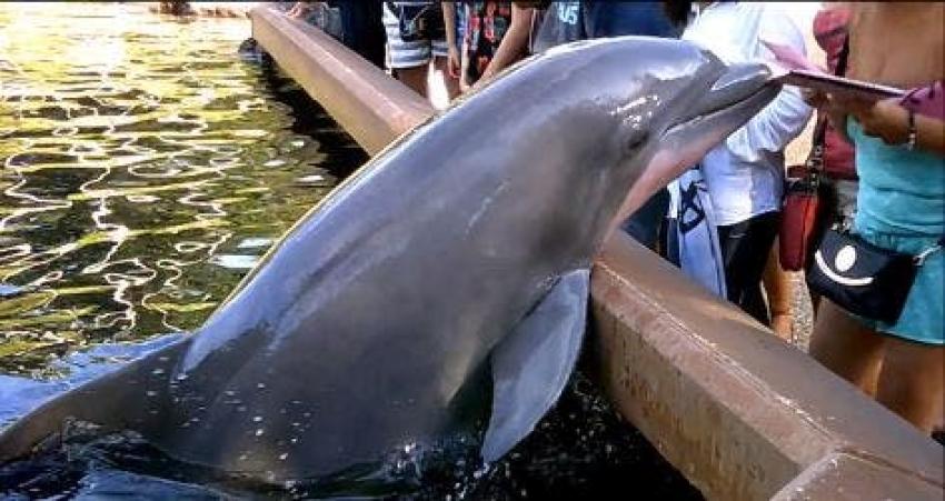 [VIDEO] El momento en que un delfín le roba el iPad a una espectadora