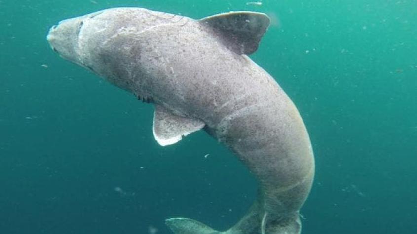 Tres detalles curiosos del tiburón de 400 años que todavía vive en nuestros mares