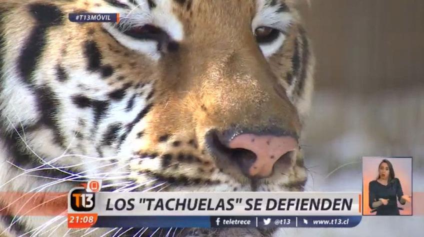 [VIDEO] Los Tachuela se defienden de cargos de tráfico de animales y tenencia ilegal