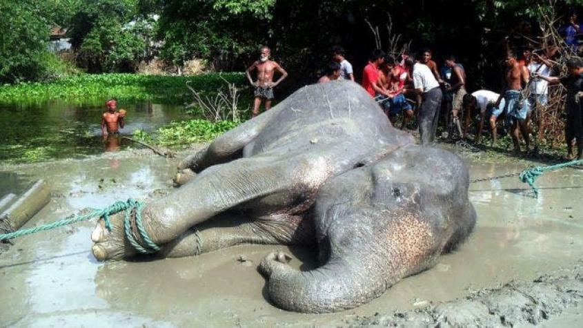 La trágica historia de Bangabahadur, elefante al que una inundación arrastró de India a Bangladesh
