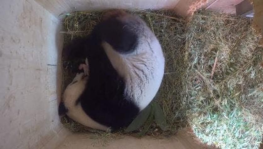 [VIDEO] Zoológico de Viena captura el momento exacto del nacimiento de pandas gemelos