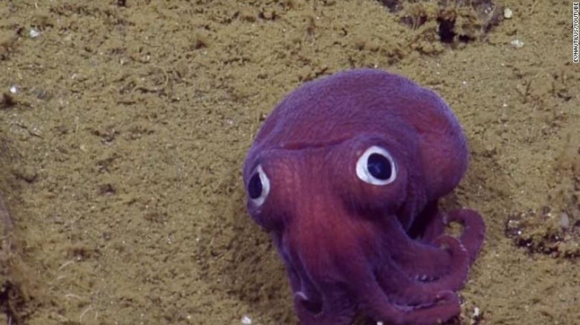 [VIDEO] Un adorable calamar con "ojos de dibujo animado" se vuelve viral