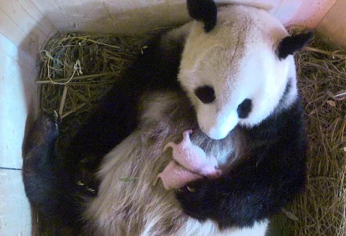 [VIDEO] Dos osos pandas gemelos nacen en el zoológico de Viena