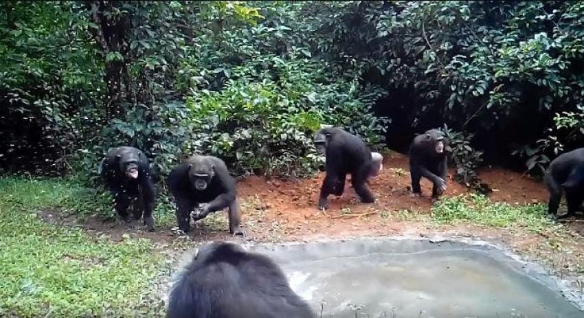[VIDEO] Chimpancés celebran inauguración de piscina en zoológico