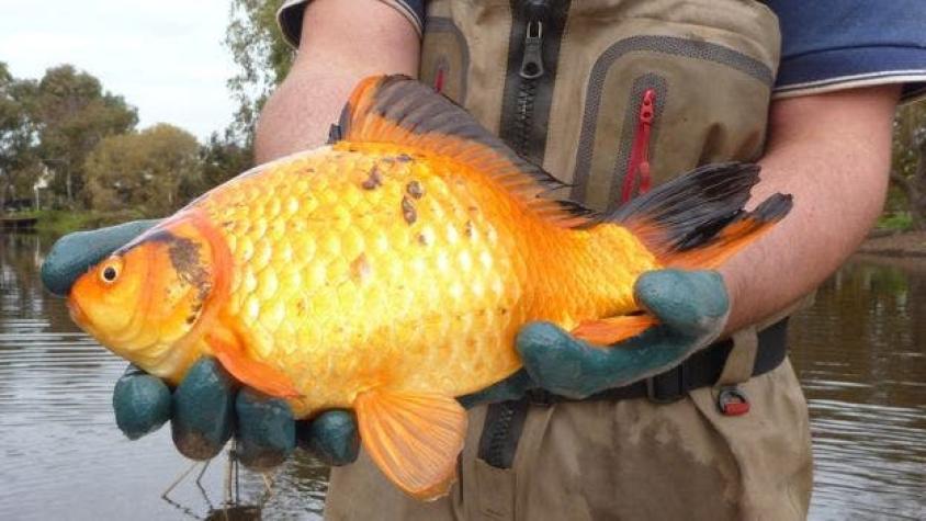 Cómo los populares peces dorados terminan convirtiéndose en monstruos