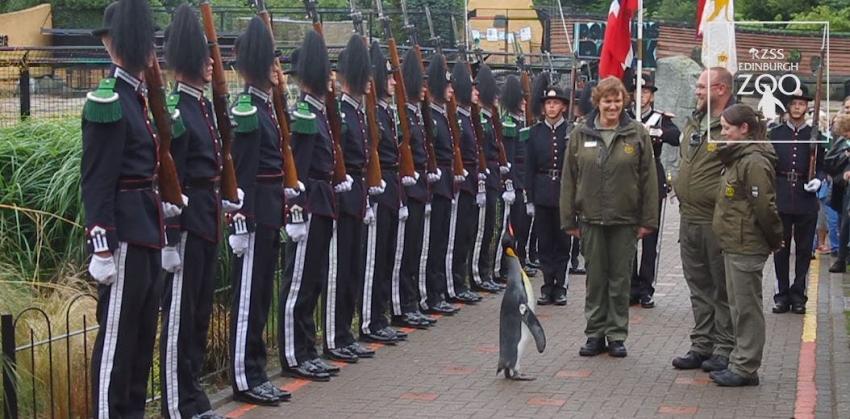 [VIDEO] Pingüino asciende a brigadier en Noruega y es condecorado por el ejército