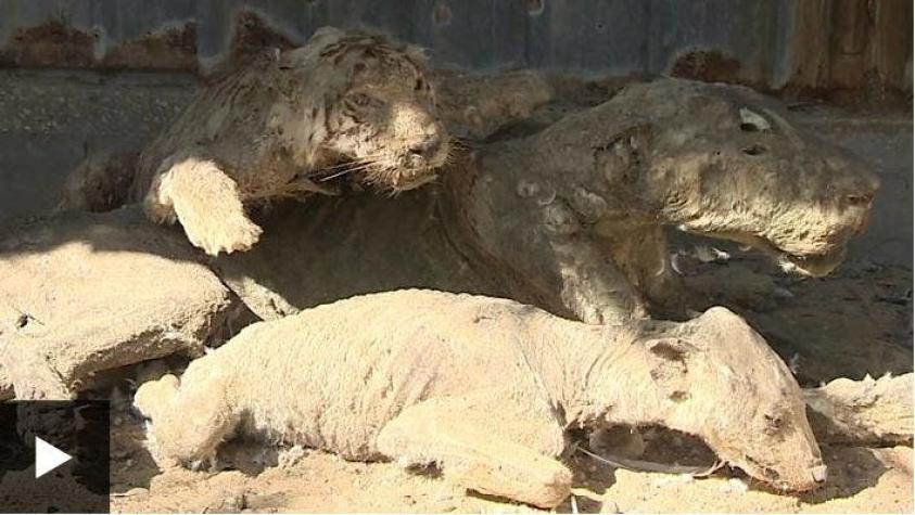 Animales disecados junto a tigres que se mueren de hambre: cierra el "peor zoológico del mundo"