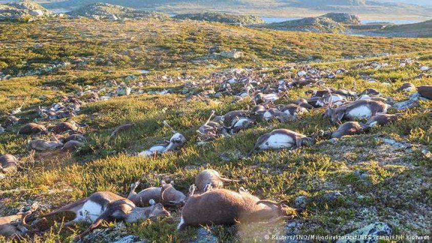 Más de 300 renos mueren en Noruega durante tormenta eléctrica
