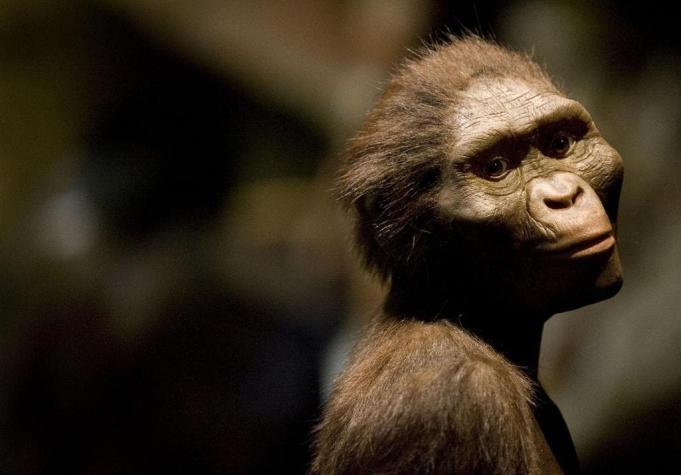 La famosa Australopithecus Lucy murió "probablemente" al caer de un árbol