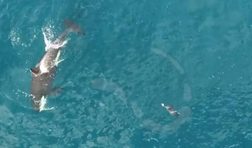 [VIDEO] Drone graba a un grupo de orcas cazando a una foca en Noruega