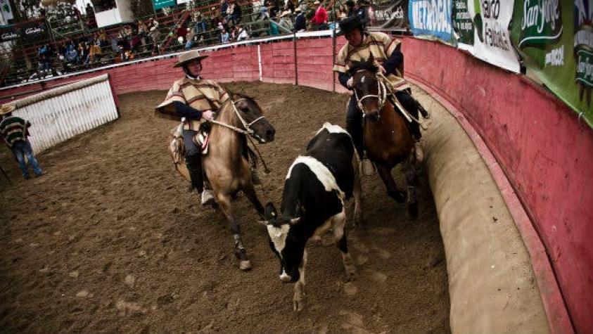 Senador Girardi junto a animalistas buscan prohibir el rodeo