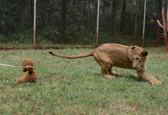 Matan a león que se escapó de zoológico en Alemania