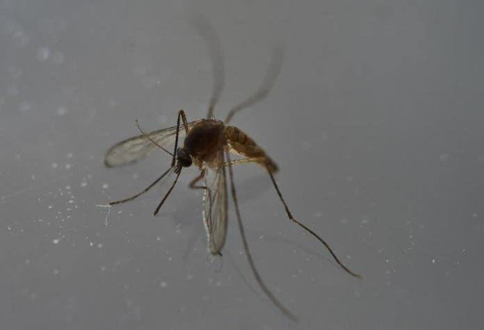 Un tercio de la humanidad vive en zonas de riesgo de propagación del Zika, según un estudio