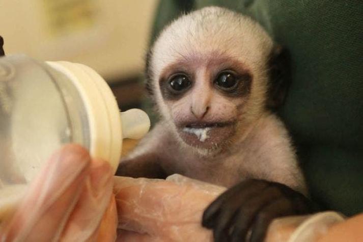 El adorable mono que nació en Reino Unido y que es igual Voldemort