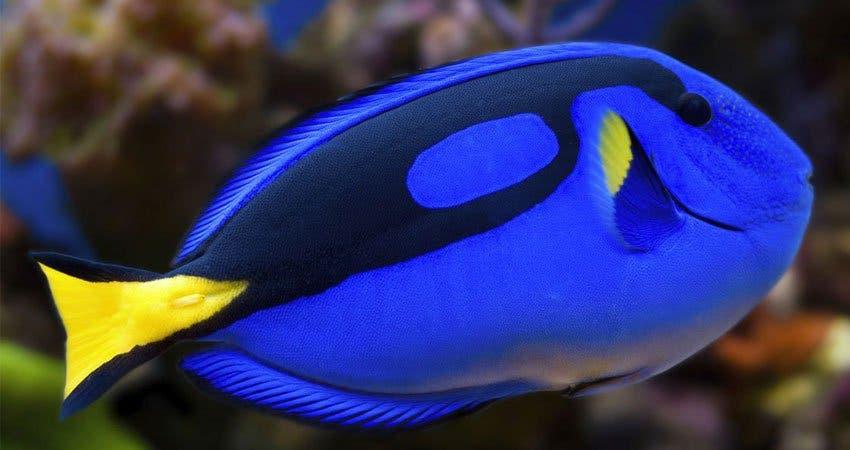 Científicos logran por primera vez criar en cautiverio al pez de “Buscando a Dory”