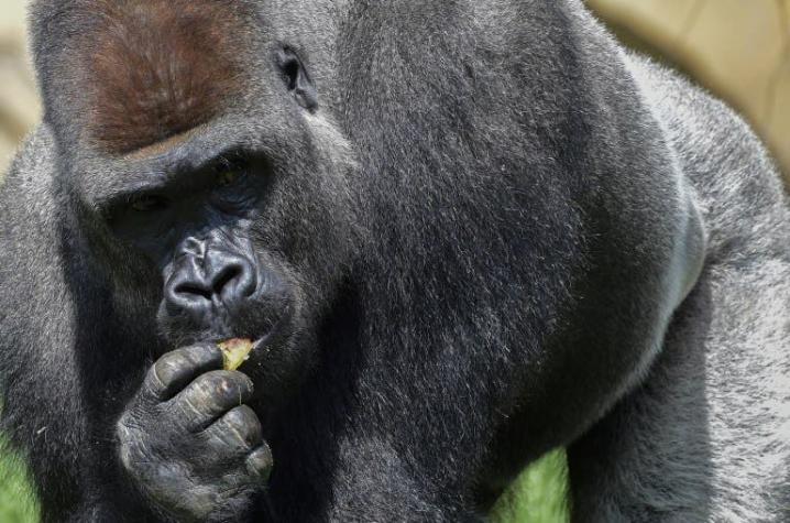 Cuatro de las seis especies de grandes simios se encuentran en peligro de extinción