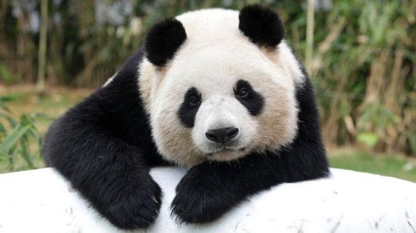 ¿Cómo hizo China para salvar a los osos panda gigantes de la extinción?