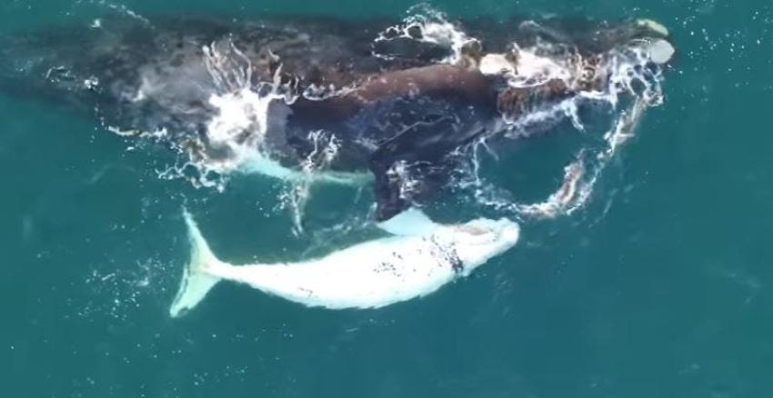Raro avistamiento de una ballena franca austral con su cría blanca