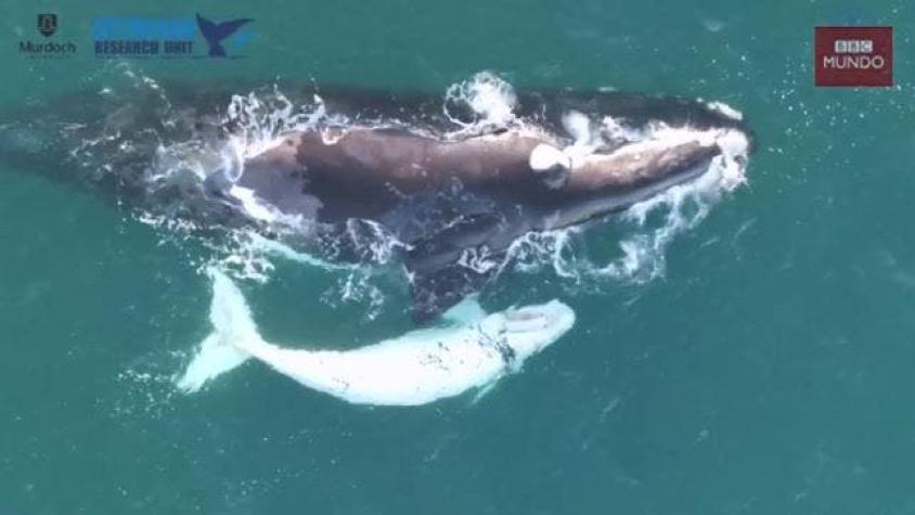 [VIDEO] Raro avistamiento de una ballena franca austral con su cría blanca