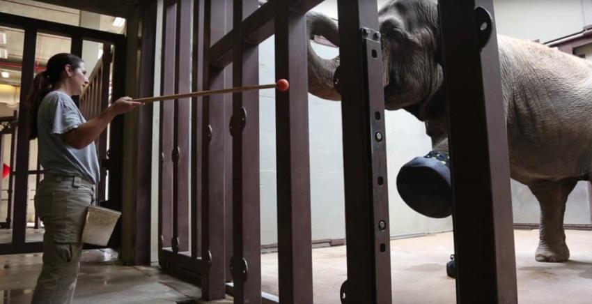 Elefante recibe botas para combatir su artritis