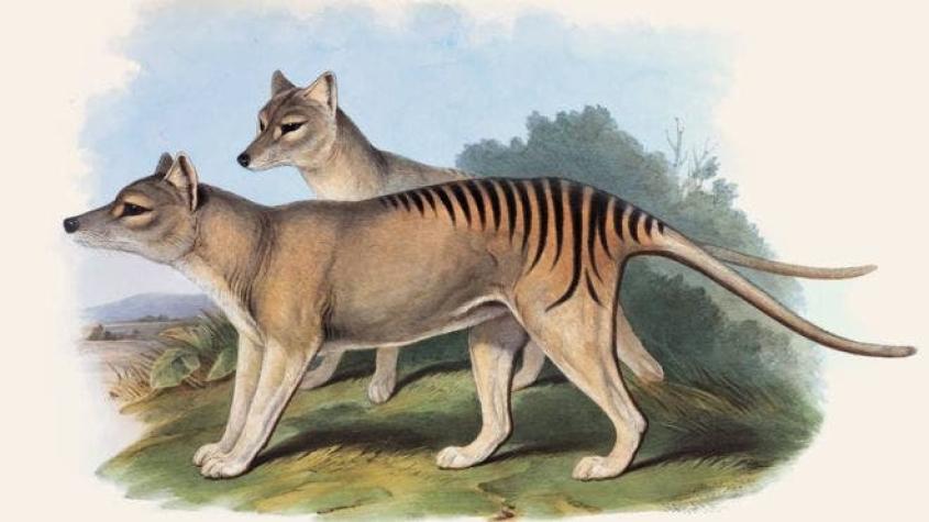 El tigre de Tasmania, la misteriosa especie que sigue “apareciendo” después de su extinción