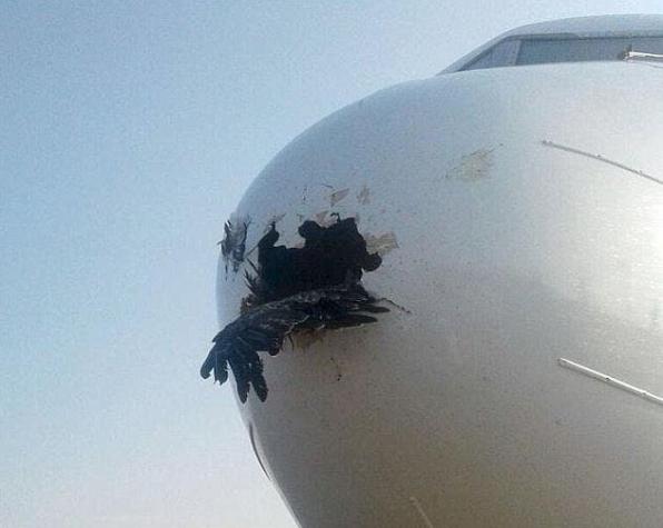 Avión aterriza de emergencia tras chocar de frente contra un ave