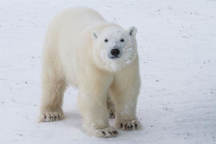 Bajo el asedio de 10 osos polares: dramática historia de los meteorólogos atrapados hace 2 semanas