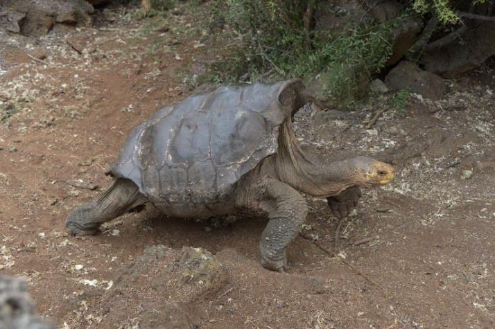 Diego, la tortuga súper macho que salvó a su especie en las Galápagos