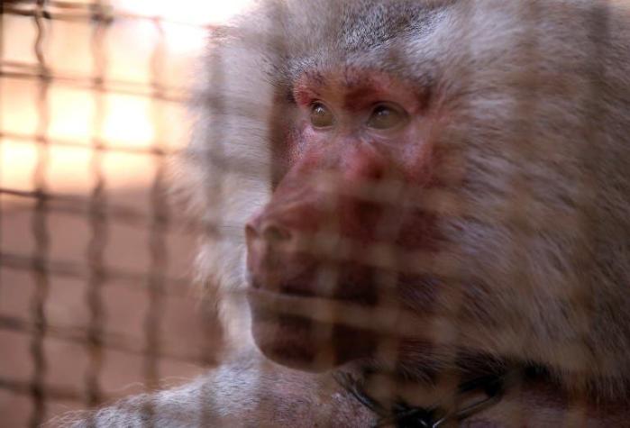 Siria: este es el último residente del zoológico de Alepo