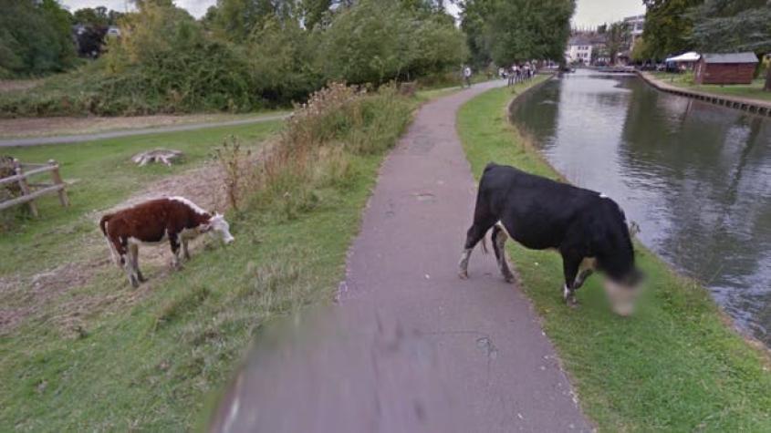 La vaca a la que se le reconoció su derecho a la privacidad en Google Street View