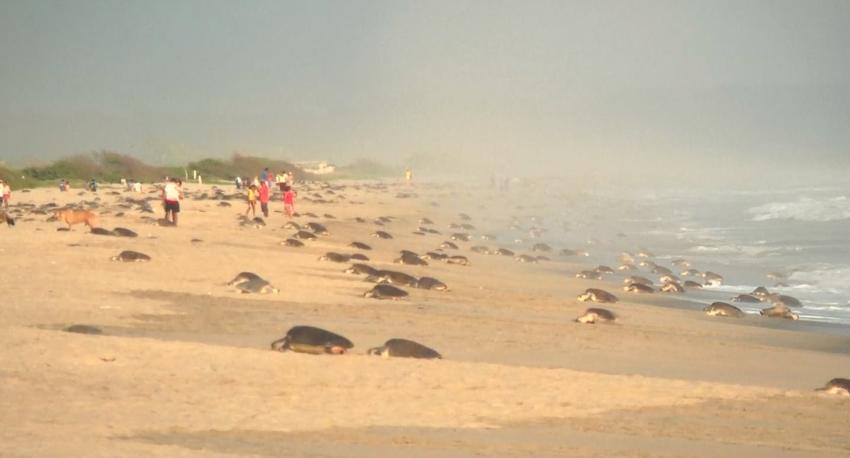 [VIDEO] Miles de tortugas llegan a las playas de México a poner sus huevos