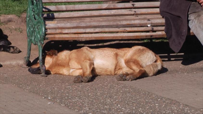Coyhaique sin perros vagos: ¿Cuáles son las alternativas para controlar estos animales?
