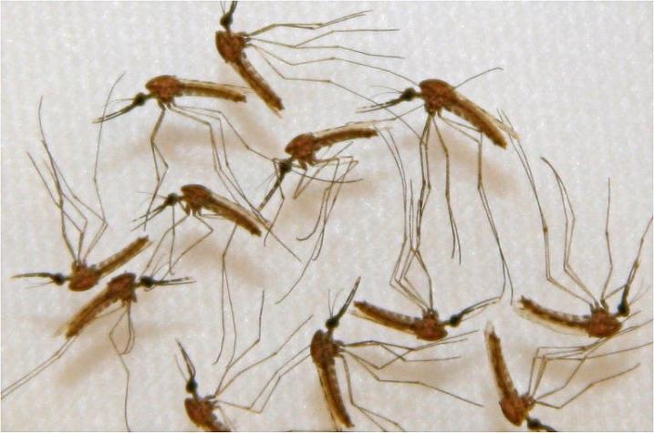 Seremi de Salud de Arica y Parinacota detectan caso de malaria importada