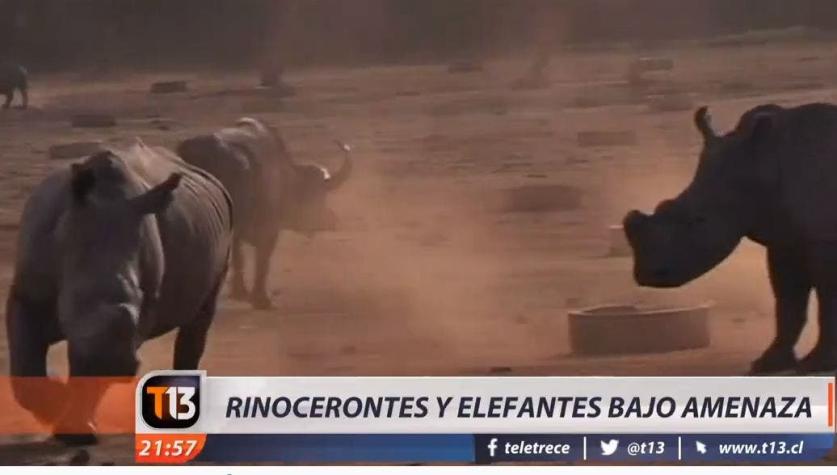 [VIDEO] Rinocerontes bajo amenaza de extinción