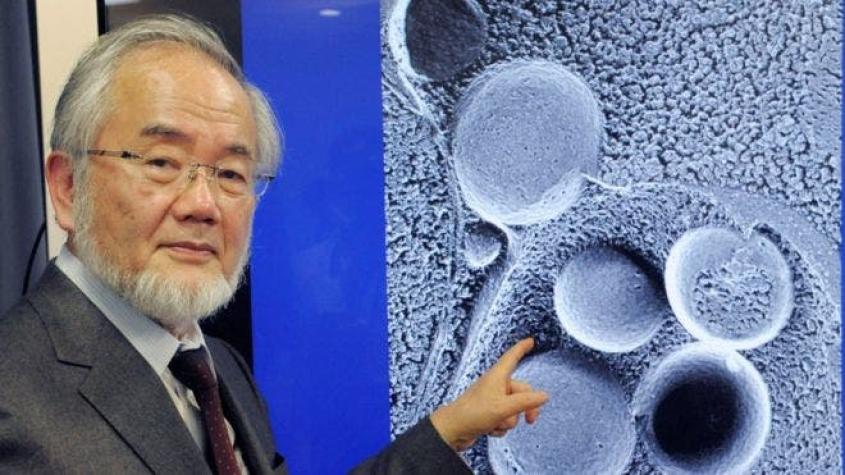 El biólogo japonés Yoshinori Ohsumi gana el premio Nobel de Medicina